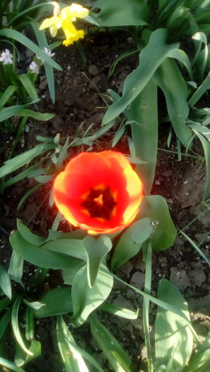 IMG_20160405_171100 - Gradina mea cu flori 2016