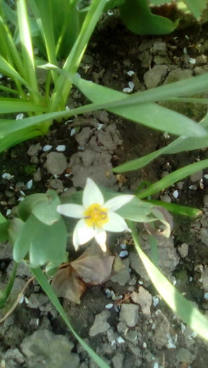 IMG_20160405_171031 - Gradina mea cu flori 2016