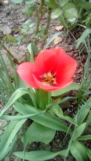 IMG_20160405_171005 - Gradina mea cu flori 2016