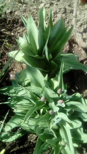 IMG_20160330_120440 - Gradina mea cu flori 2016