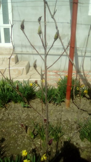 IMG_20160330_120156 - Gradina mea cu flori 2016