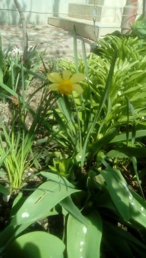 IMG_20160330_120107 - Gradina mea cu flori 2016