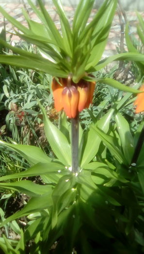 IMG_20160330_120054 - Gradina mea cu flori 2016