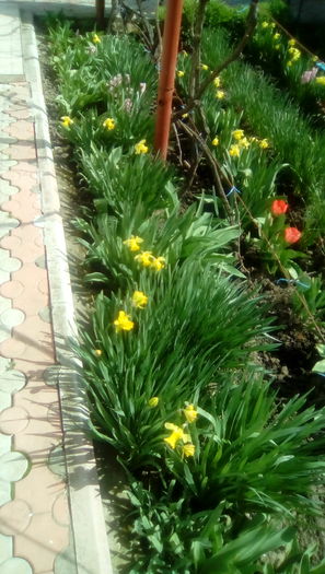 IMG_20160330_120024 - Gradina mea cu flori 2016
