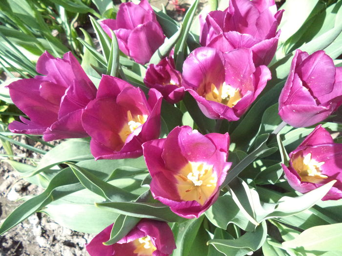 DSC07707 - FLORI DE PRIMAVARA