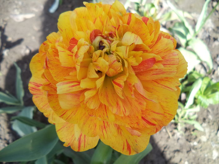 DSC07723 - FLORI DE PRIMAVARA