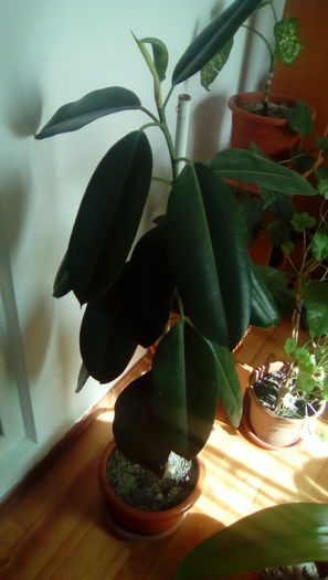 IMG_20160330_155509 - FLORILE MELE 2016