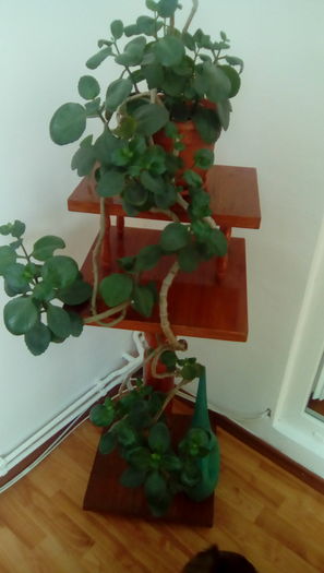 IMG_20160330_155259 - FLORILE MELE 2016