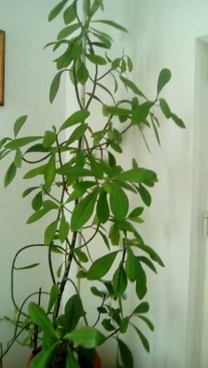 IMG_20160330_155230 - FLORILE MELE 2016