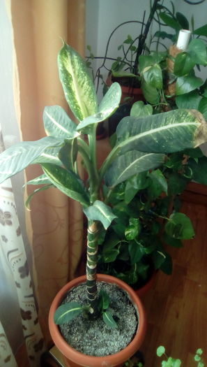 IMG_20160330_155209 - FLORILE MELE 2016