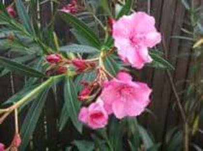 FB_IMG_1460179344909 - FLORILE MELE 2016