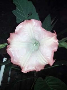 FB_IMG_1460179516356 - FLORILE MELE 2016