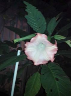 FB_IMG_1460179486254 - FLORILE MELE 2016