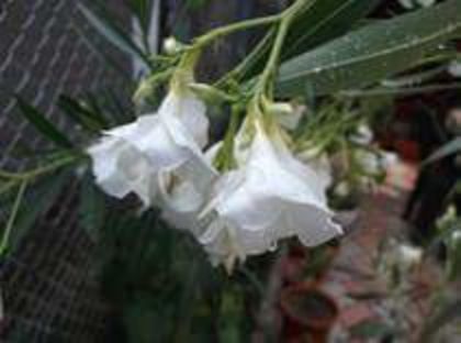 FB_IMG_1460179405592