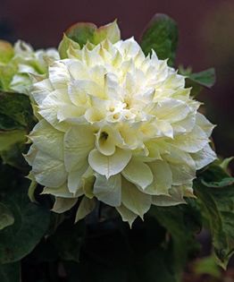 Clematita Duchesse of Edinbugh