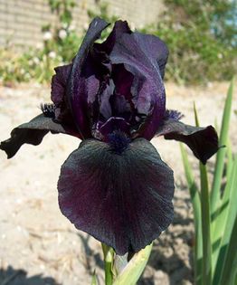 Iris Before the Storm