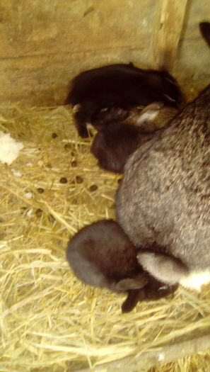 IMG_20160409_103235 - Iepurii mei 2016