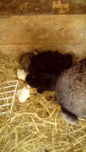 IMG_20160409_103153 - Iepurii mei 2016