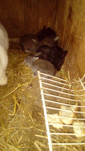 IMG_20160409_103057 - Iepurii mei 2016