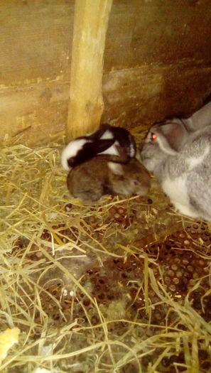 IMG_20160409_102940 - Iepurii mei 2016