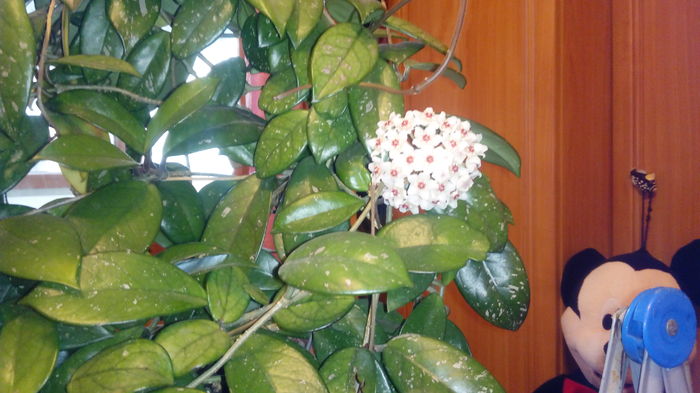 IMG_20160409_075055; Dupa 3 ani in sfarsit avem o floricica. xD
