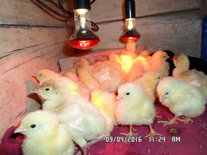 SAM_0146; Becurile pentru caldura sunt obligatorii, puisorii fiind foarte sensibili la frig in aceasta perioada.
