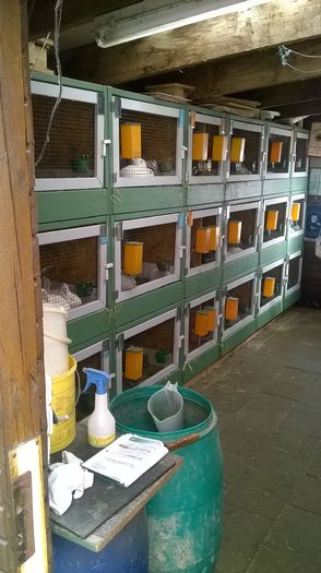 Custile Urechiatilor