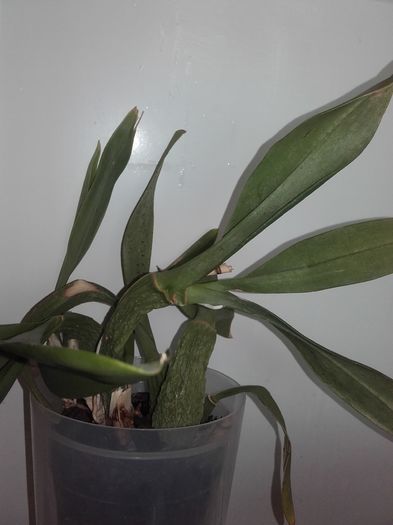20160409_130827; La fel orhidee tigrium care a inflorit si nu mai infloreste
