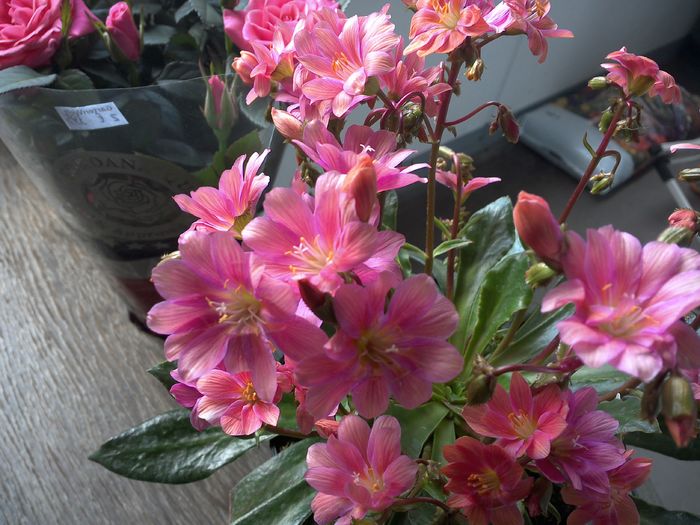 WIN_20160409_105115 - diverse_floricele