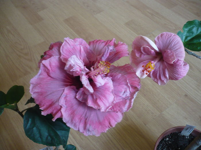 P1250682