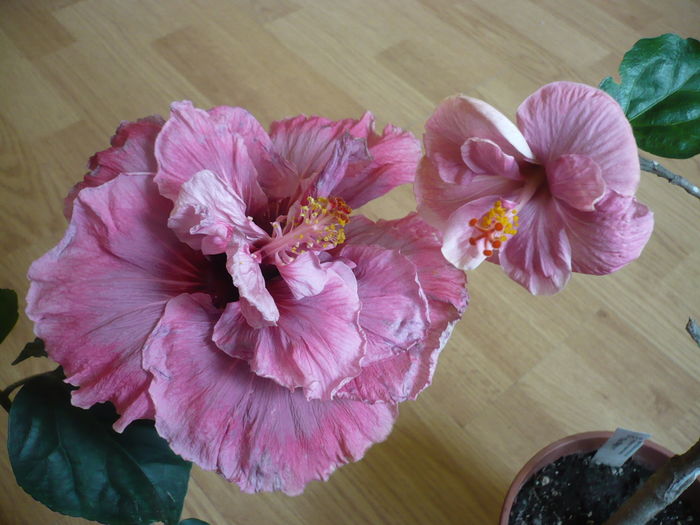 P1250683