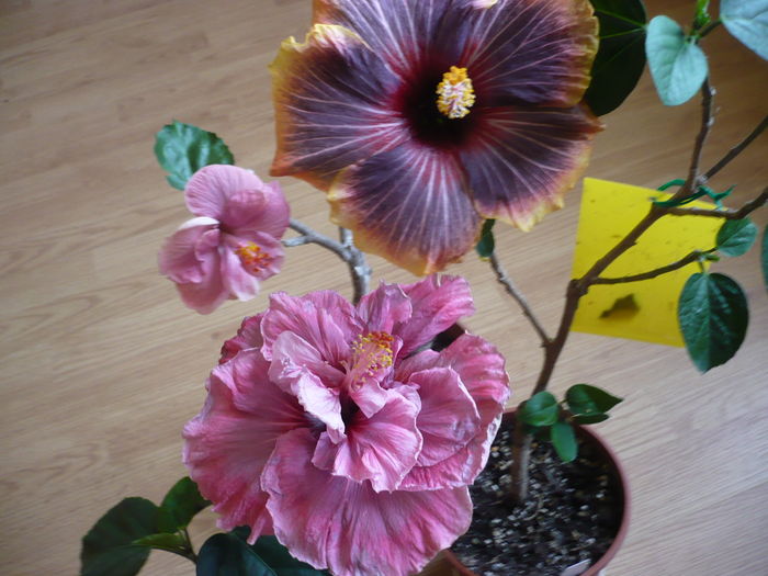 P1250689