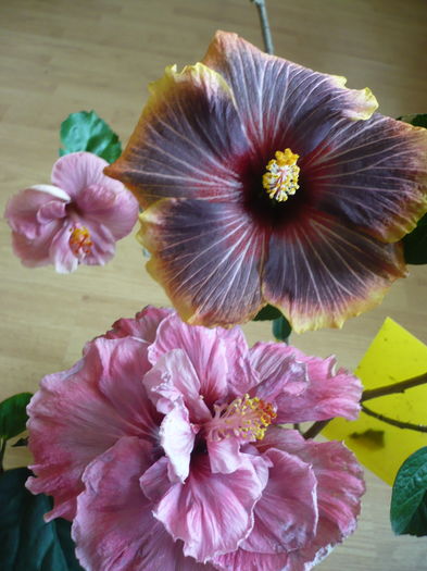 P1250692