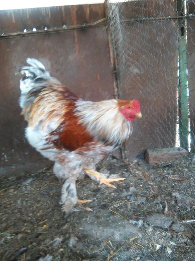 IMG_20160408_182140; 100 lei
