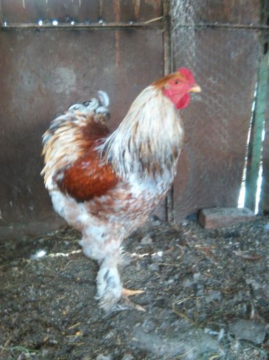 IMG_20160408_182130 - Brahma Rogesattelt 2016