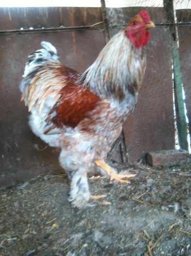 IMG_20160408_182146; 100 lei
