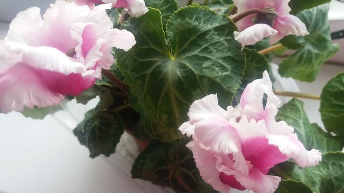 cyclamen - Florile mele din Anglia