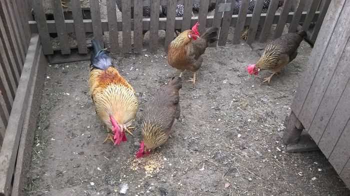 WP_20160409_09_23_49_Pro[1]