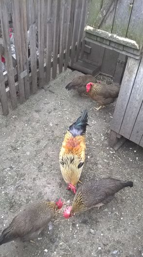 WP_20160409_09_25_03_Pro[1]