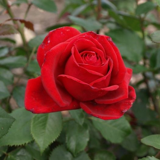 isabella-rossellini-2 - Achizitie trandafiri 2016