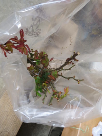 IMG_6394 - Achizitie trandafiri 2016