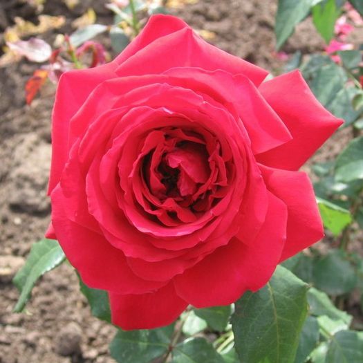 isabella-rossellini-4 - Achizitie trandafiri 2016
