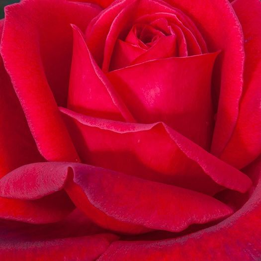 jubile papa-meilland-1