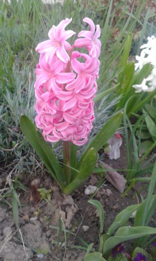 20160402 - Gradina cu flori