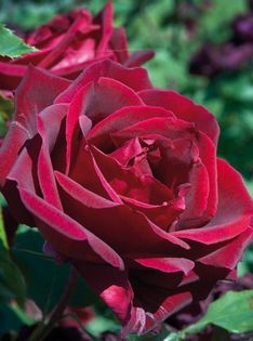 jubile papa-meilland-3