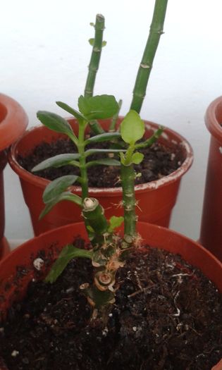 20160225_074354 - ZZ Kalanchoe