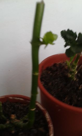 20160225_074410 - ZZ Kalanchoe