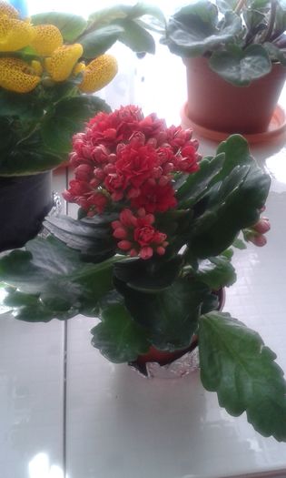 20160325_143731 - ZZ Kalanchoe