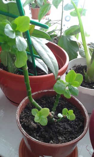 20160409_152422 - ZZ Kalanchoe