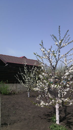 Cires si Prune - Flori de gradina- 2016